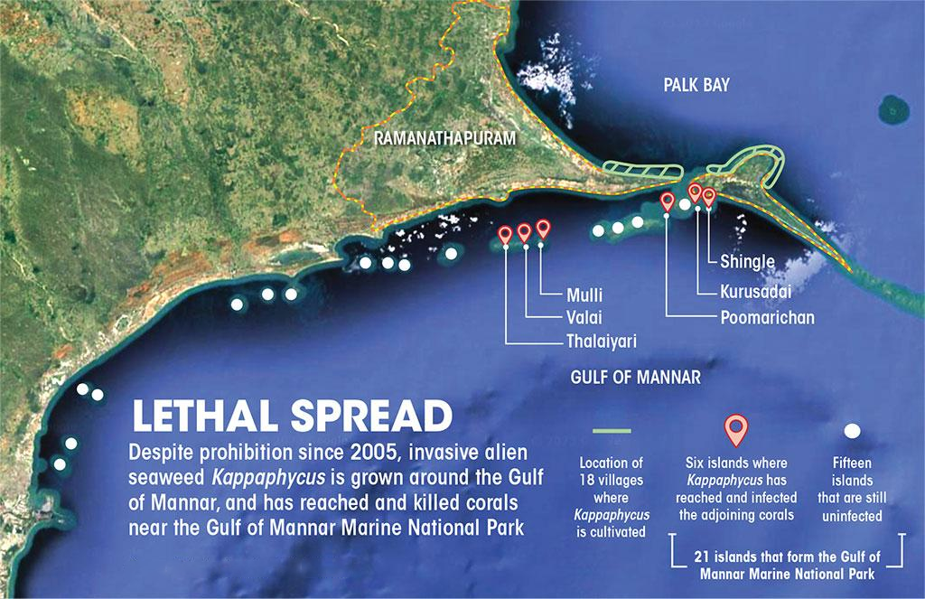 Gulf of Mannar